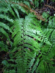 Microlepia strigosa