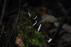 Xylaria hypoxylon