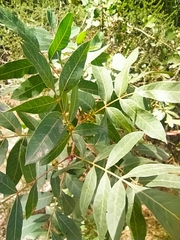 Pistacia atlantica atlantica