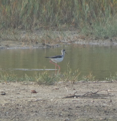 Himantopus himantopus