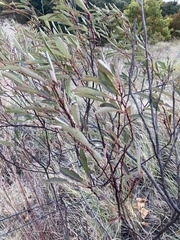 Prunus pumila