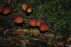 Fungi