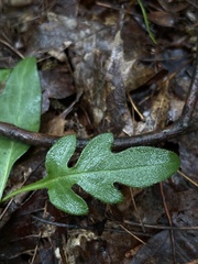 Nabalus serpentarius