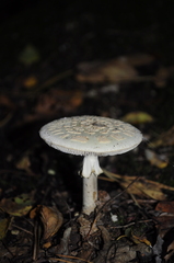 Amanita citrina