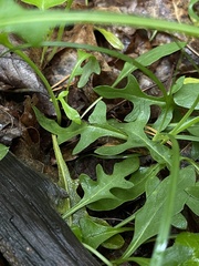 Nabalus serpentarius