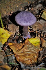 Cortinarius violaceus