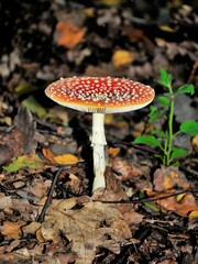 Amanita muscaria