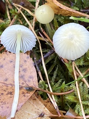 Mycena epipterygia
