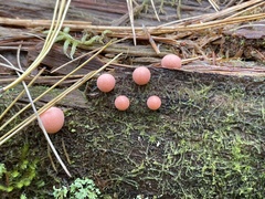 Lycogala epidendrum