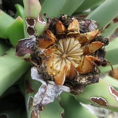 Machairophyllum albidum