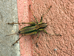 Tettigoniinae