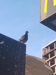 Columba livia domestica