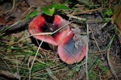 Russula