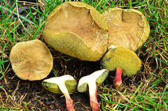 Xerocomellus salicicola