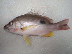 Lutjanus russellii