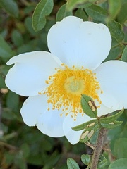 Rosa bracteata