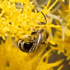 Apinae