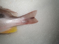 Lutjanus russellii