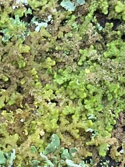 Ptilidium pulcherrimum