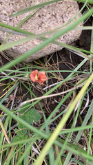 Macroptilium gibbosifolium