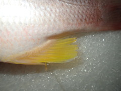 Lutjanus russellii