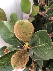 Aphis spiraecola