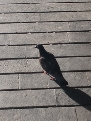 Columba livia domestica