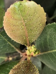 Aphis spiraecola