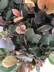 Aphis spiraecola