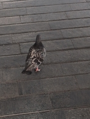 Columba livia domestica