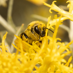 Apinae