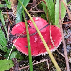 Russula rhodocephala