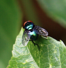 Calliphoridae