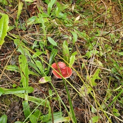 Russula rhodocephala