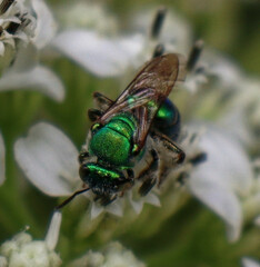 Augochloropsis metallica