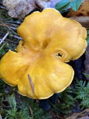 Cantharellus cibarius