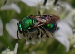 Augochloropsis metallica