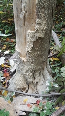 Cryptococcus fagisuga