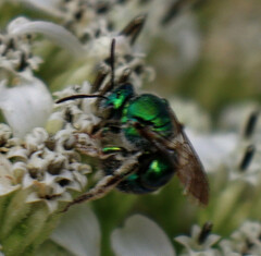 Augochloropsis metallica