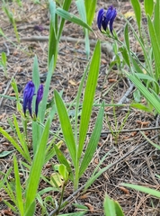 Babiana angustifolia