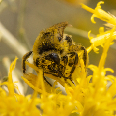 Apinae
