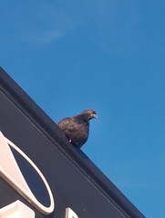 Columba livia domestica