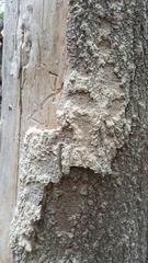 Cryptococcus fagisuga