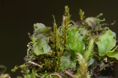Drummond's Pohlia Moss (Pohlia drummondii)