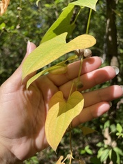 Dioscorea polystachya