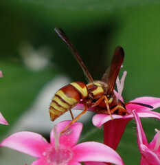 Euodynerus pratensis