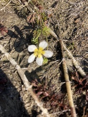 Ranunculus aquatilis