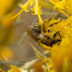 Apinae