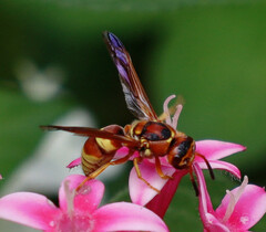 Euodynerus pratensis