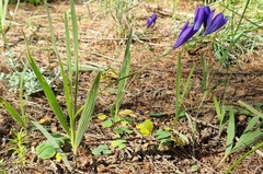 Babiana angustifolia
